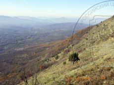 Juniperus-excelsa_Шизе_вершина